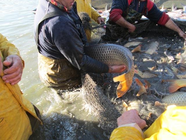 Navod Noiembrie 2013 - Crapi ramasi - peste-sulimanu-5.JPG